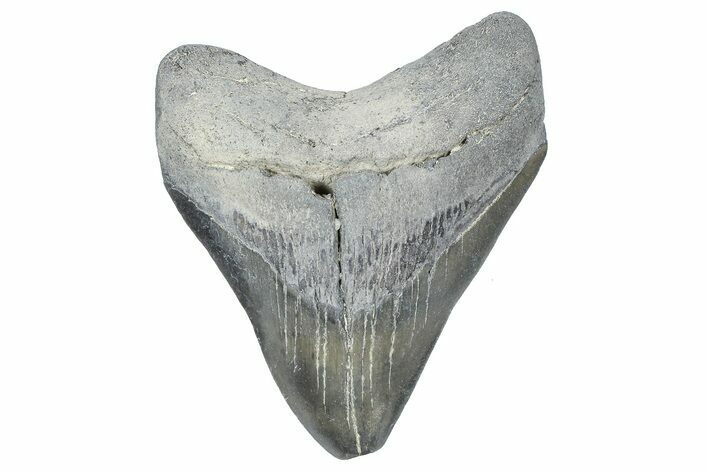 , Fossil Megalodon Tooth - Georgia #338741
